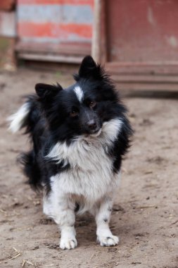 Küçük şirin köpek.