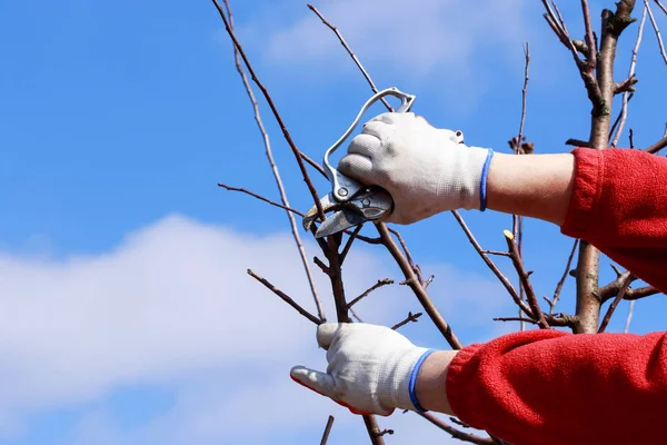 pruning fruit tree