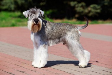 Minyatür Schnauzer cins köpek