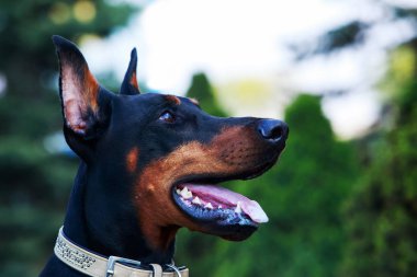 köpek doğurmak Doberman Pinscher