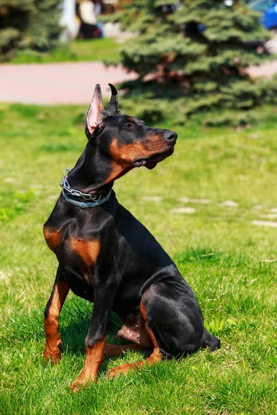 Pies rasy Doberman Pinczer — Zdjęcie stockowe