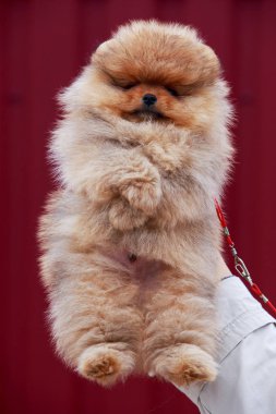 köpek doğurmak pomeranian spitz