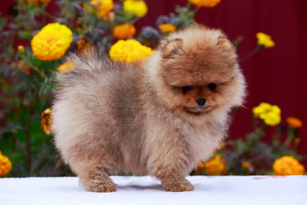 El perro crianza pomeranian spitz —  Fotos de Stock