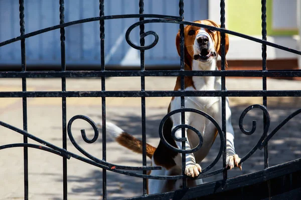 Chien beagle race — Photo