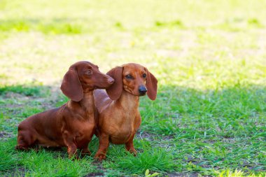 köpek doğurmak dachshund