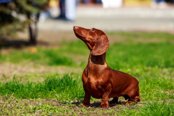 Hondenras Teckel — Stockfoto