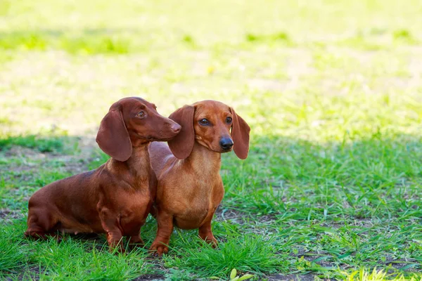 Race canine Dachshund — Photo