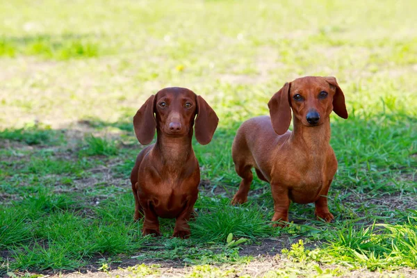 Raza de perro Dachshund — Foto de Stock