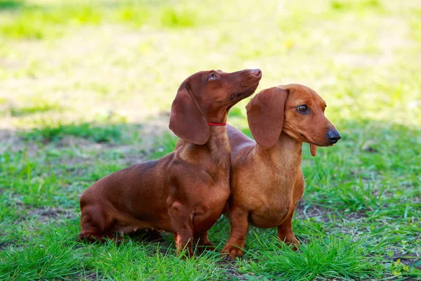 Race canine Dachshund — Photo