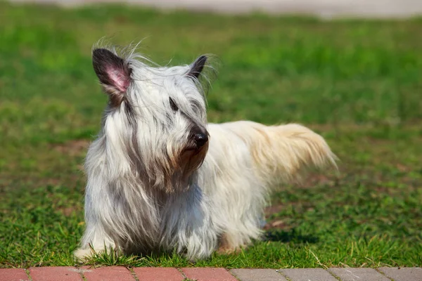 Köpek ırkı Skye Terrier
