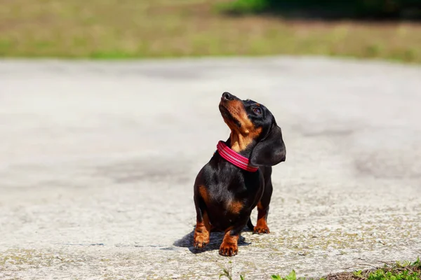 Raça cão dachshund — Fotografia de Stock