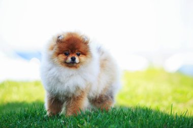 köpek doğurmak pomeranian spitz