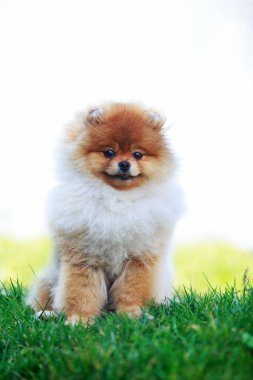 köpek doğurmak pomeranian spitz