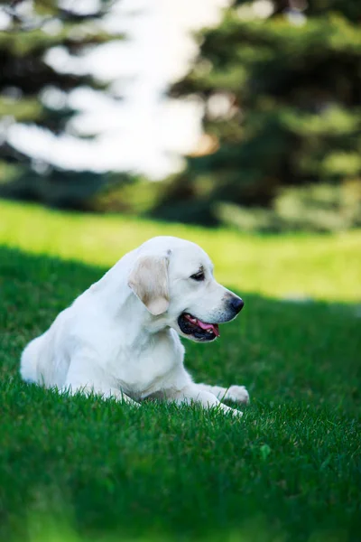 Perro crianza golden retriever — Foto de Stock