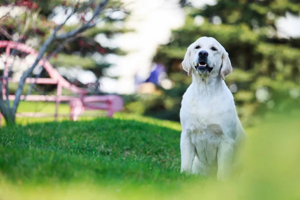 Perro crianza golden retriever — Foto de Stock