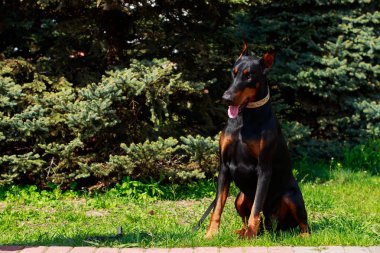 köpek doğurmak Doberman Pinscher