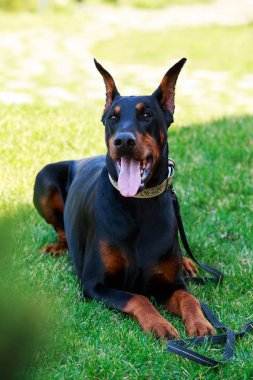 köpek doğurmak Doberman Pinscher