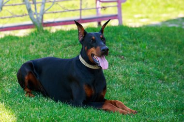 köpek doğurmak Doberman Pinscher