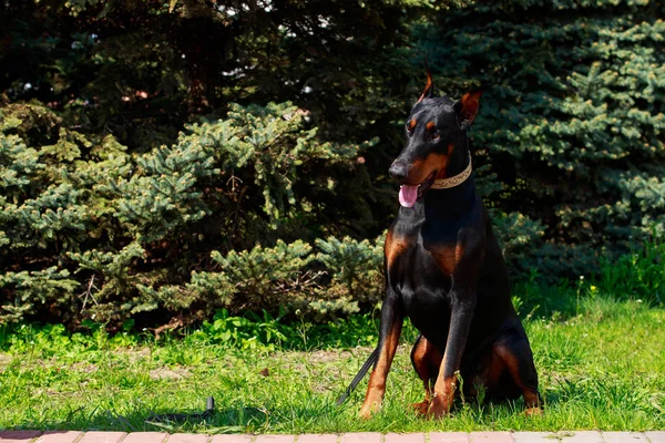 犬種ドーベルマン — ストック写真