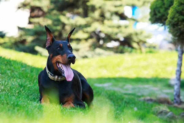 Hunderasse Dobermann Pinscher — Stockfoto