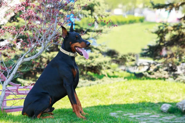 Hondenras Dobermann Pinscher — Stockfoto
