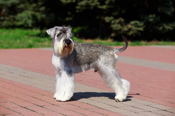 Miniature Schnauzer breed dog — Stock Photo, Image