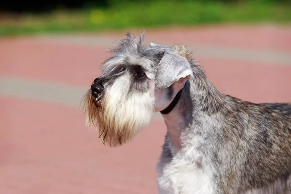 Minyatür Schnauzer cins köpek — Stok fotoğraf