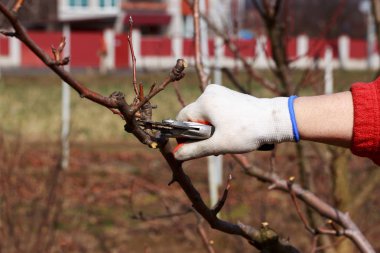 budama meyve ağacı