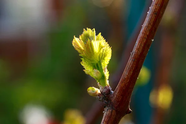 Germoglio d'uva — Foto Stock