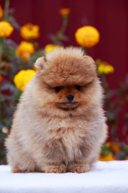 köpek doğurmak pomeranian spitz