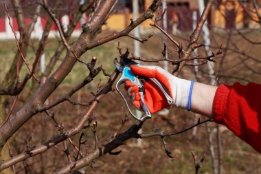 budama meyve ağacı