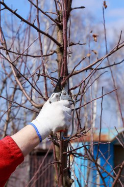 budama meyve ağacı