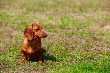 köpek doğurmak dachshund