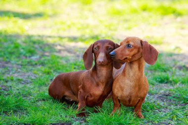 köpek doğurmak dachshund