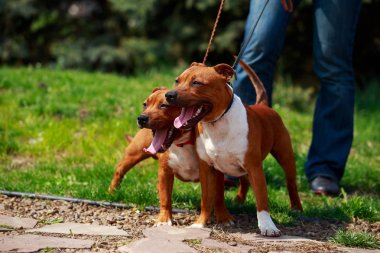 Staffordshire boğa korkunç