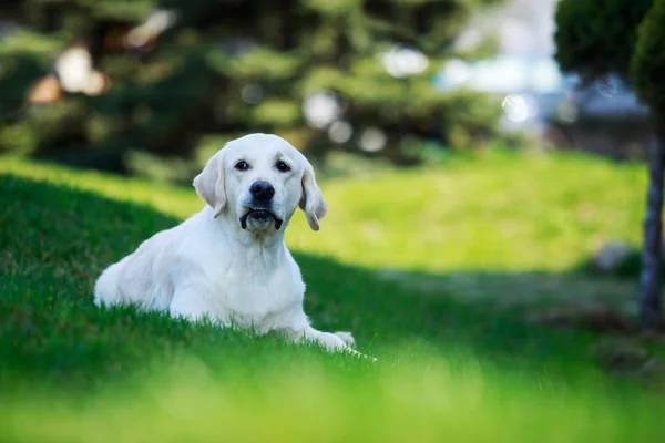 Raça cão golden retriever — Fotografia de Stock