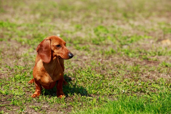 Dog breed dachshund — Stock Photo, Image
