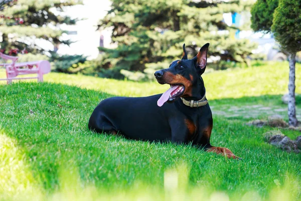 Pies rasy Doberman Pinczer — Zdjęcie stockowe