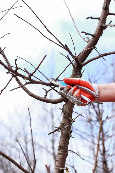 Обрезание фруктового дерева — стоковое фото