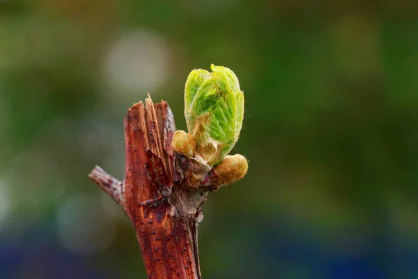 Germoglio d'uva — Foto Stock