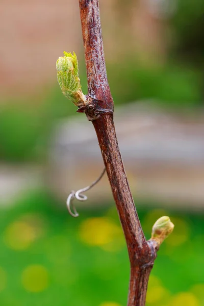 Germoglio d'uva — Foto Stock