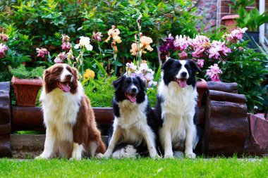 Üç köpek kenar kömür ocağı