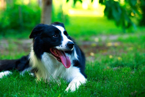 Raza de perro frontera collie — Foto de Stock