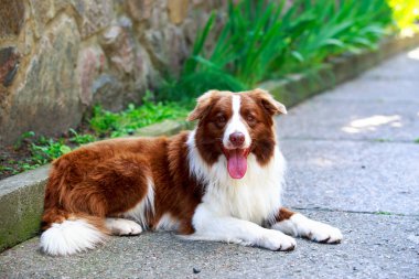 Köpek doğurmak kenar kömür ocağı
