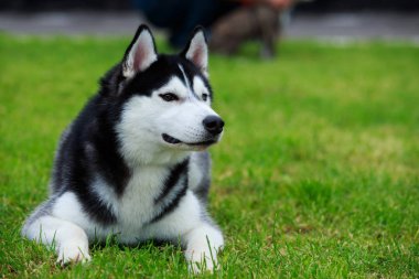 Köpek cinsi Sibirya kurdu.