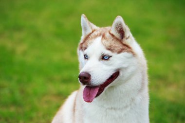 Köpek cinsi Sibirya kurdu.