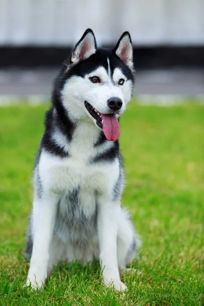 Σκύλος φυλή Siberian husky — Φωτογραφία Αρχείου