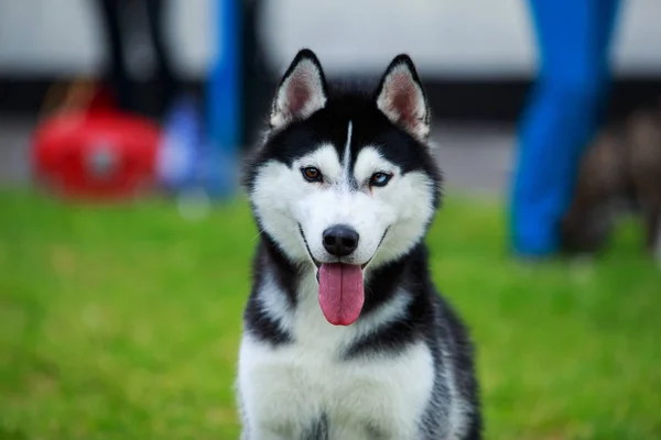 Raza de perro husky siberiano —  Fotos de Stock