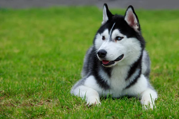 Raça cão siberiano husky — Fotografia de Stock