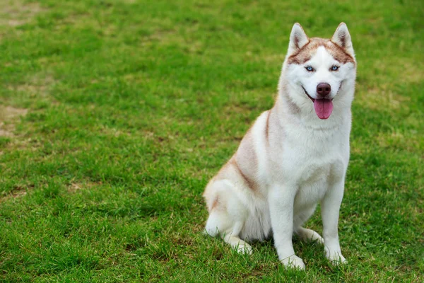 Pies rasa syberyjski husky — Zdjęcie stockowe